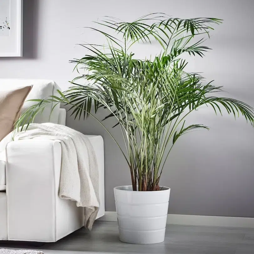 Wohnzimmer modernisieren: Pflanzen einziehen lassen